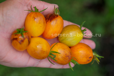 Томат Atomic Sunset (Атомный Закат), 10 шт