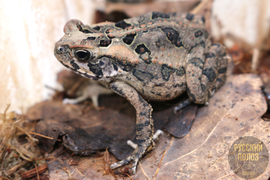 Жаба Ага, Rhinella marina