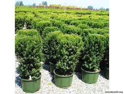 Тис средний Хилли - Hillii