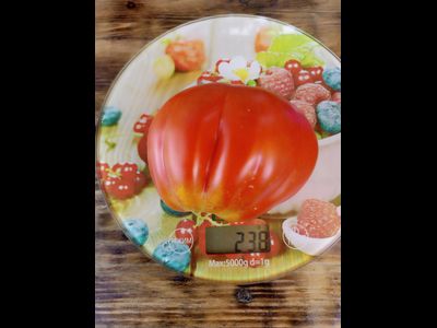 Томат Сердце Альбенги (Albenga), Италия