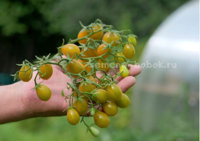 Томат Amber Keyes (Янтарные клавиши), 10 шт.