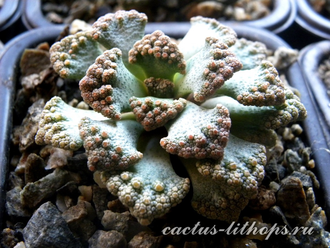 Titanopsis calcarea SB2186 Bundu, Prieska (MG) - 5 семян