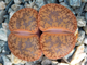 Lithops aucampiae v. koelemanii С016 (MG) - 10 семян