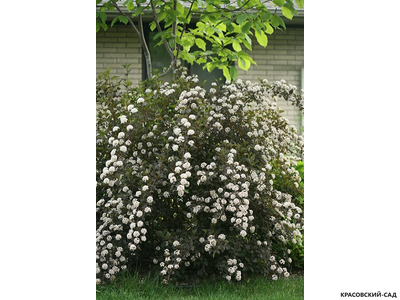 Пузыреплодник калинолистный Тайни Вайн купить в красовский-сад.рф по выгодной цене