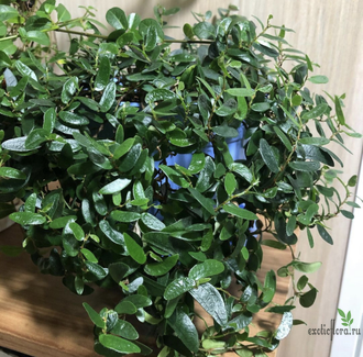 Ficus punctata Anouk / фикус пунктата Анук