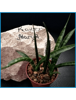 Sansevieria 'Fernwood Mikado'