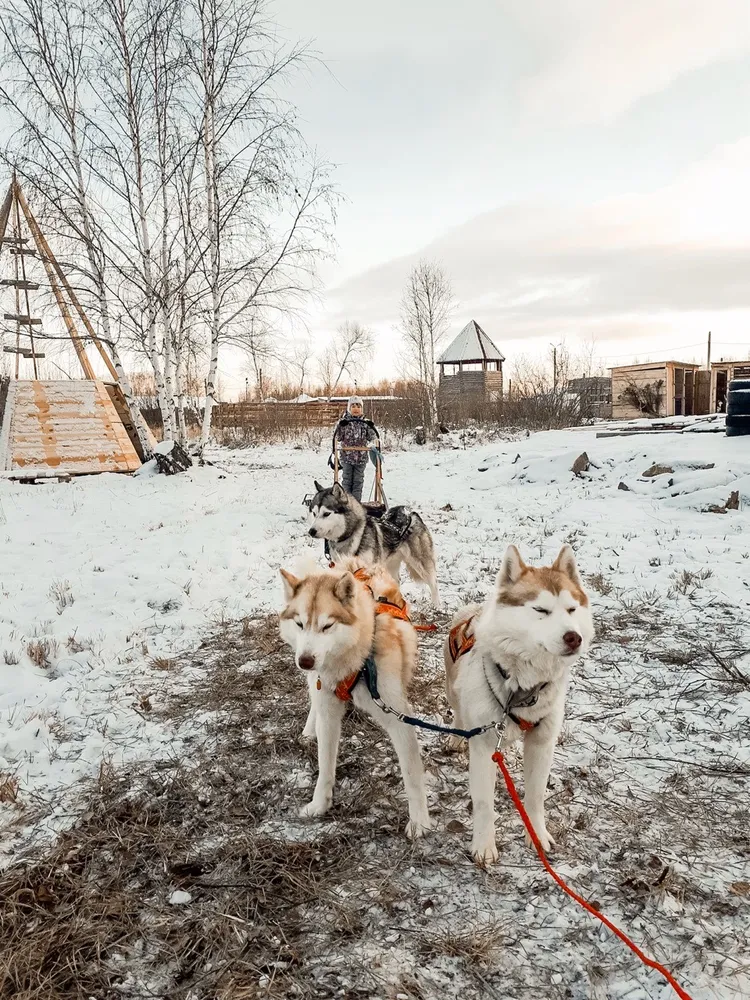 Хаски-центр "В гостях у хаски"