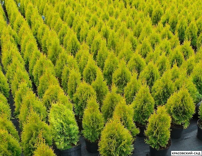 Голден Смарагд в контейнере - Красовский-Сад.рф