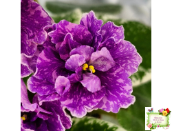 SV-Космические Ежи (С. Суворова) 2021 г.