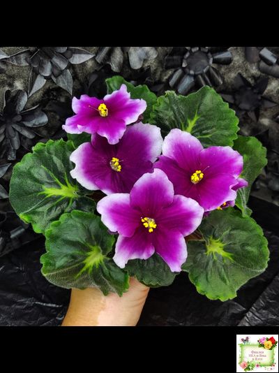 ЛФ-Посмотри в Глаза (Л. Федосеева) 2022 г. (стартер сорт)