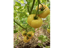 Томат Прелесть Розы (Rose Beauty)