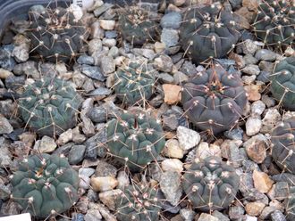 Gymnocalycium bruchii v. niveum VG 536