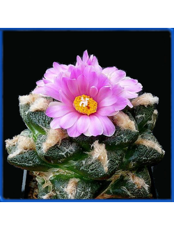 Ariocarpus fissuratus WM 248