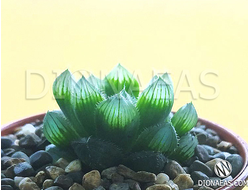 Хавортия Купера Пилифера - Haworthia cooperi var. pilifera, Haworthia cooperi Baker