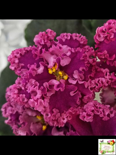 ЛФ-Дарья (Л.Федосеева) 2017 г. (пасынок укоренённый)