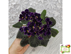 Mac's Black Pearl (G.McDonald) (лист посажен 01.11.25)