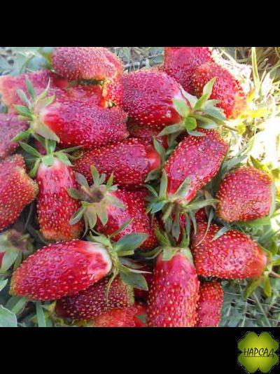 КЛУБНИКА (ЗЕМ-КЛУБНИКА) "ЦУКАТ МУСКАТНЫЙ" (ср-поздняя, очень сладкая, невероятно вкусная!)