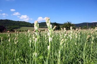 Цветочный воск Тубероза (Polianthes tuberosa)10г