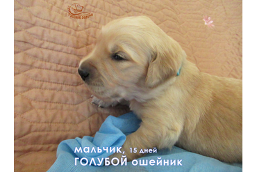 Мальчик с голубым ошейничком, 15 дней