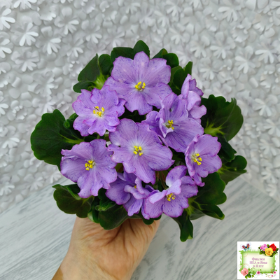 АВ-Девочка с Севера (Фиалковод) 2021 г.