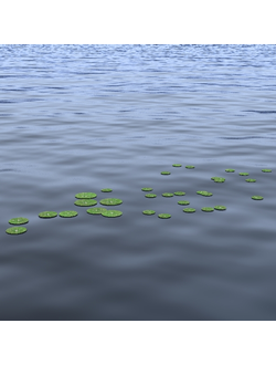 водные Водные растения 13