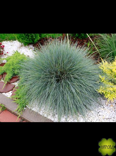 ОВСЯНИЦА СИЗАЯ "ВАРНА"