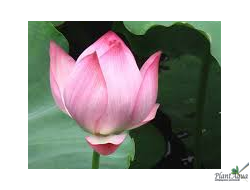 Лотос Жуо Шанг Лян (Zhuo Shang Lian)