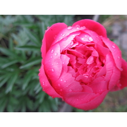 Пион Charismatic(Харизматик)