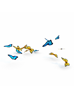 насекомые Бабочки butterfly