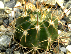 Melocactus salvadorensis HU157, Aracatu (D=20mm)