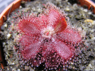 Drosera tomentosa