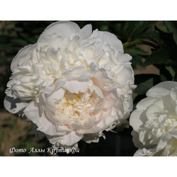 Пион Айсберг (Iceberg)