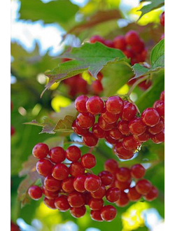 Калина обыкновенная Компактум