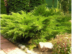 Можжевельник средний Mint Julep, C5