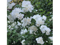 Чубушник (жасмин садовый )  гибридный Букет Бланк (Bouquet Blanc),