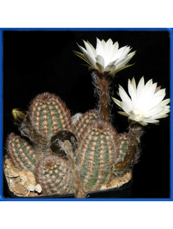 Pygmaeocereus bylesianus IDD 1934