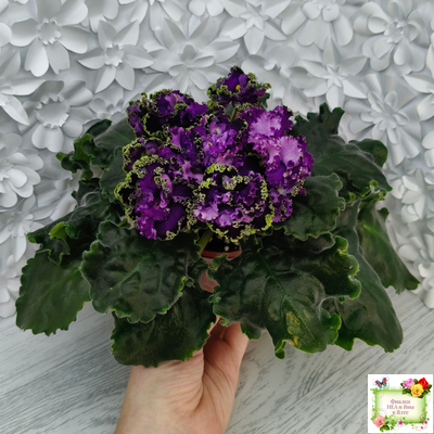 АВ-Гром и Молнии (Фиалковод) 2019 г.