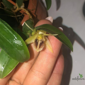 Coelogyne fimbriata