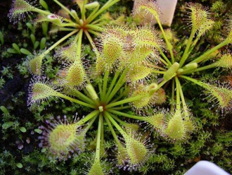 Drosera Collinsiae