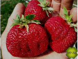 КЛУБНИКА "ГИГАНТЕЛА" ("МАКСИМ ГИГАНТЕЛА") (СРЕДНЕПОЗДНЯЯ, ОГРОМНАЯ ЯГОДА)