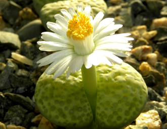 Lithops fulviceps 'Aurea' C363 - 10 семян