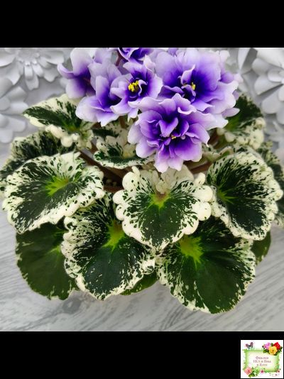 Р-Дурман (В. Зуб) 2020 г. (лист с детками укоренённый)