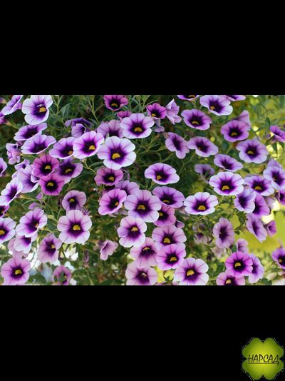 КАЛИБРАХОА АМПЕЛЬНАЯ РАССАДА