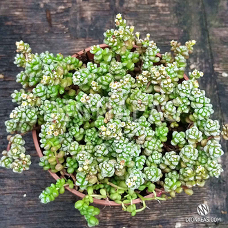 Крассула Кораллина - Crassula Corallina, Крассула коралловая, Crassula dasyphylla