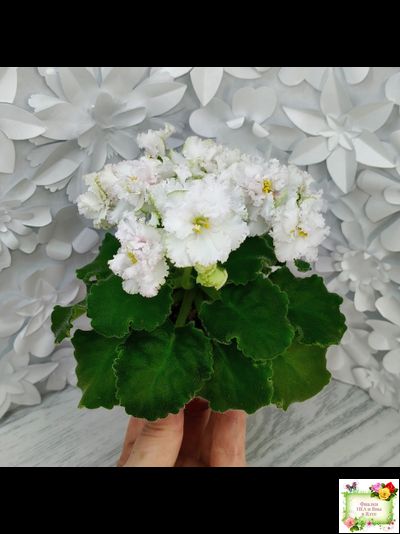 АВ-Любимая Игрушка (Фиалковод) 2015 г.