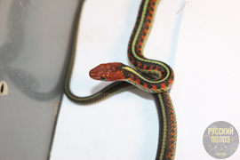 Калифорнийский подвязочные уж, Thamnophis sirtalis infernalis, California red-sided garter snake