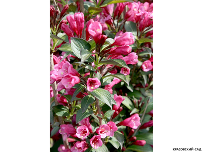 Вейгела цветущая Виктория