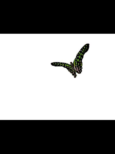 Тропикарий-Ферма бабочек 7 шт. некрупных видов