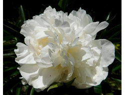 Пион Le Cygne (Лё Синь)