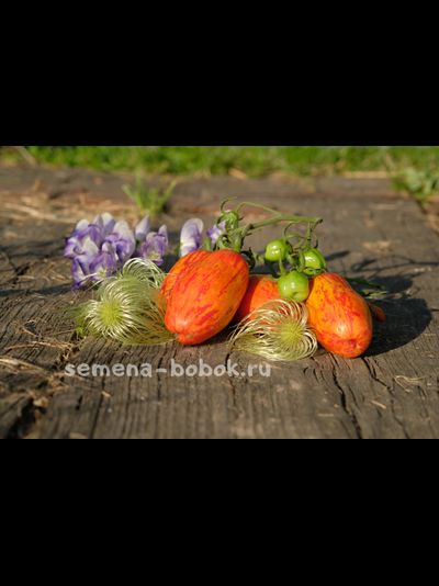 Томат Безумство Кассади (Casady's Folly/Кэсидис Фоли), 10 шт.